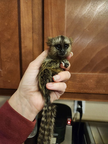 marmoset monkey