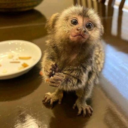 marmoset monkey