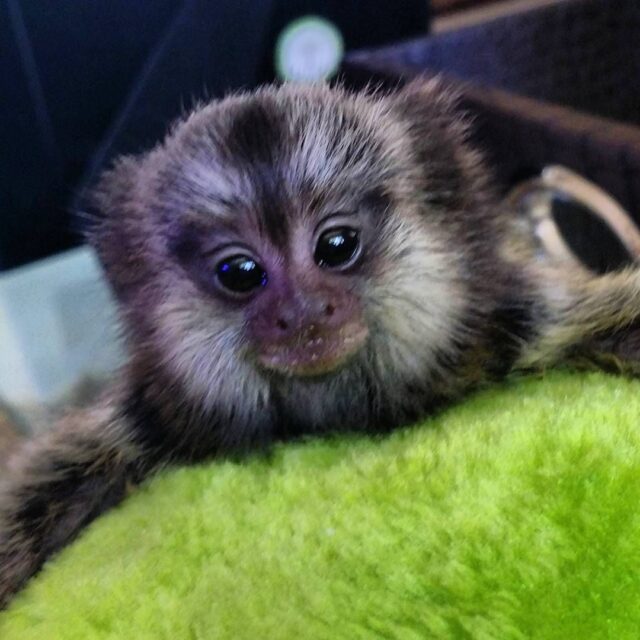 Marmoset Monkey pets for sale