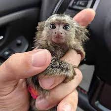 FINGER MONKEY