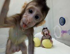  Macaque monkey for sale