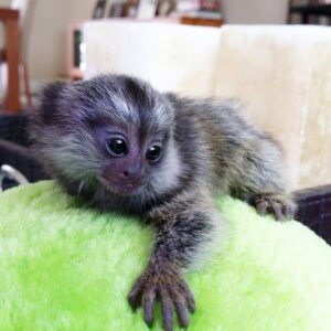 Adorable Marmoset