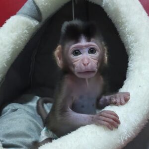 Adopt a Newborn Baby Monkey