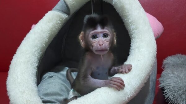 Adopt a Newborn Baby Monkey